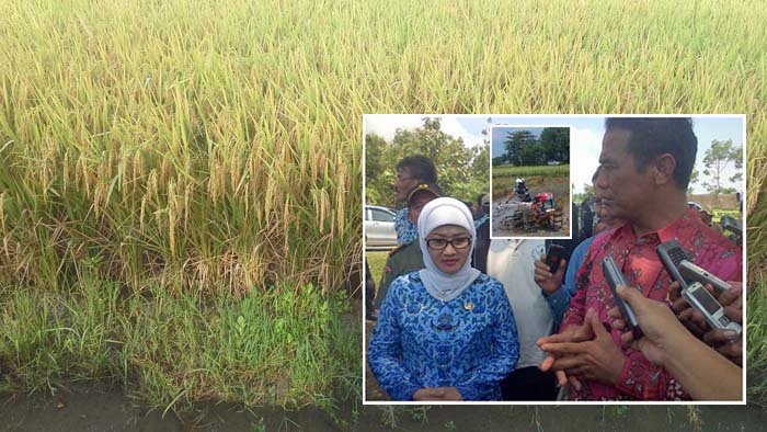 Presiden RI Joko Widodo akan Panen Raya Padi di Indramayu